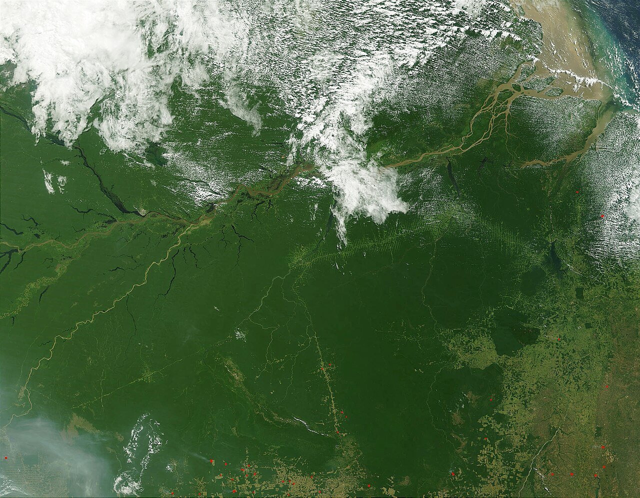 Ochrona lasów w Brazylii działa tam, gdzie prawo jest egzekwowane